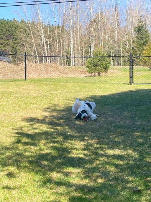 Private Cottage With Huge Private Dog Park! Barrys Bay Extérieur photo